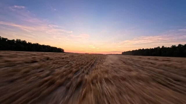 Low altitude drone flight over harvested wheat field at golden hour sunset, agricultural landscape aerial view