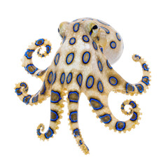 Vibrant blue-ringed octopus with distinctive iridescent blue rings and suckers, captured in sharp detail from a high angle © Chinases