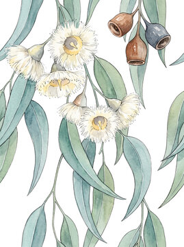 Tasmanian Blue Gum Blossom and Gumnuts Watercolor Botanical Art Isolated on White Background
