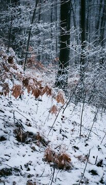 Winter's tranquil hush fallen maple leaves rest on a snow dusted forest floor serene scene