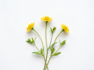 Obraz premium Bright yellow flowers with green leaves on a white background