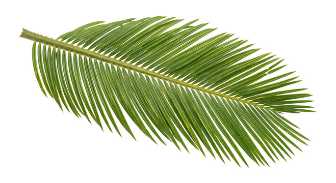 Vibrant green cycad leaf with intricate pinnate structure on a white background