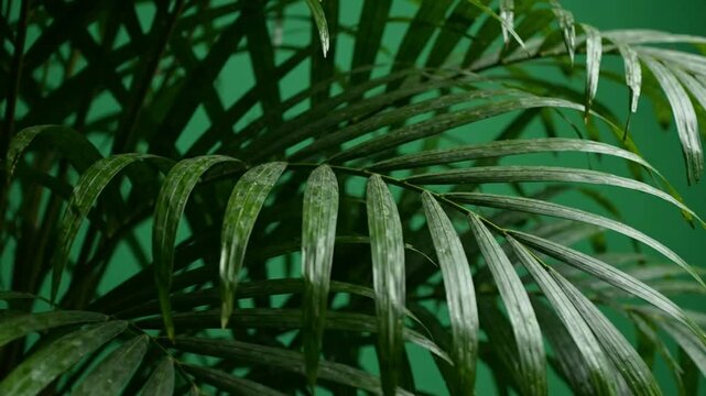 Tropical palm leaves against green screen background, lush botanical foliage for chroma key compositing and nature-inspired projects