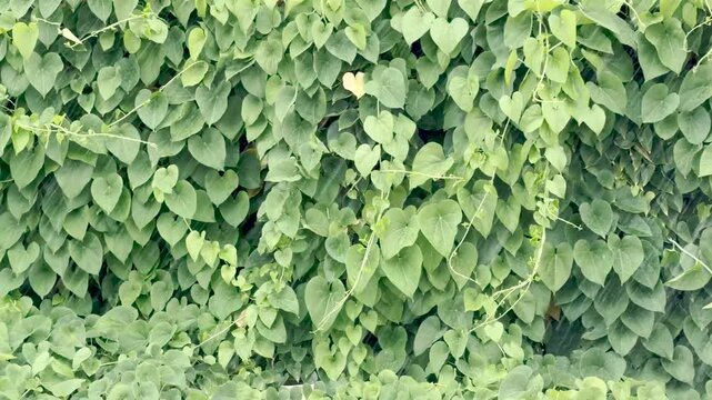 Raindrops falling on a green wall of heart-shaped leaves