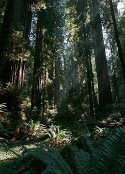 Photograph of a dense forest with tall trees and ferns. the trees are tall and slender, with their trunks reaching up towards the sky.