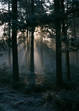 Photograph of a foggy forest. the trees are tall and slender, with their trunks reaching up towards the sky. the sunlight is shining through the trees, creating a soft glow that illuminates the scene.