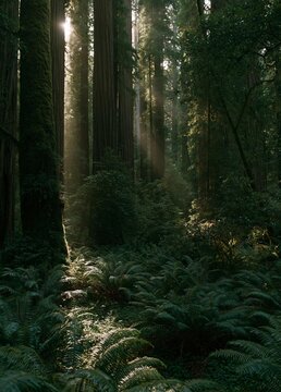 Photograph of a dense forest with tall trees and ferns. the trees are tall and slender, with their trunks reaching up towards the sky.