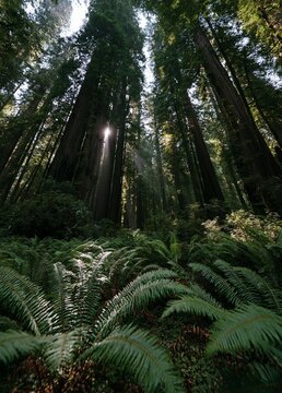 Photograph of a dense forest with tall trees and ferns. the trees are tall and slender, with their trunks reaching up towards the sky.