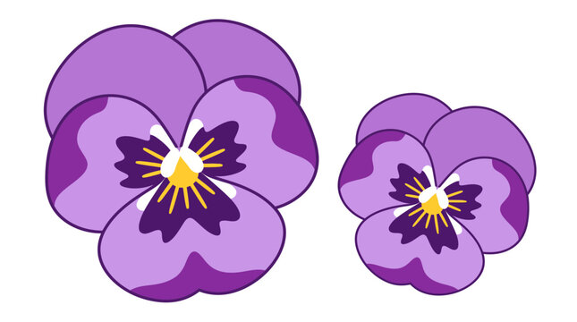 Flat vector illustration of two purple pansy flowers isolated on white background for spring floral design