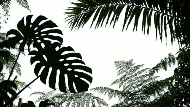 Tropical monstera and palm leaves silhouette against bright sky, exotic jungle foliage background, for nature and, travel concepts
