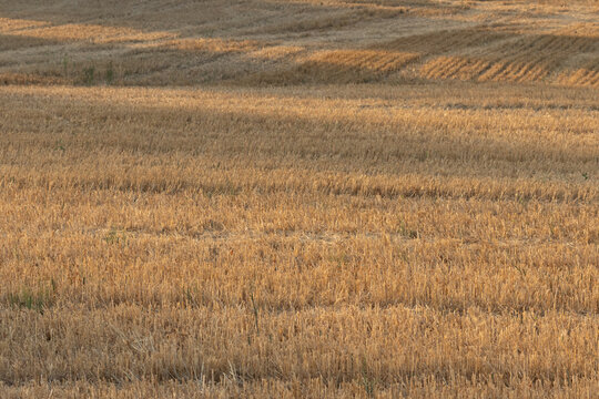 Campo de cereal despu&eacute;s de la cosecha, con hileras de rastrojo bajo la luz c&aacute;lida y un paisaje rural al fondo.
