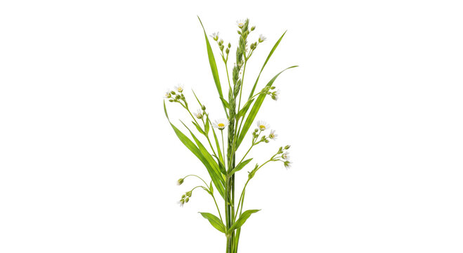Delicate white wildflowers and green grass stems isolated on a clean white background