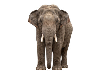 Obraz premium Isolated realistic 3D elephant model cutout on transparent background for design and illustration