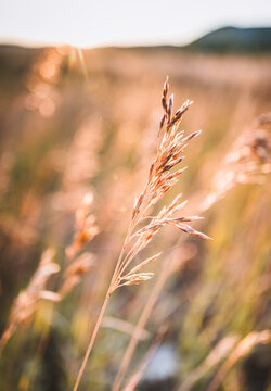 Wild grass in a sunlit field, Theodore Roosevelt national park