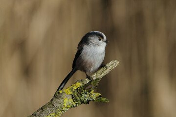 Long-tailed tit (Aegithalos caudatus) perched on a mossy branch in spring © Badr