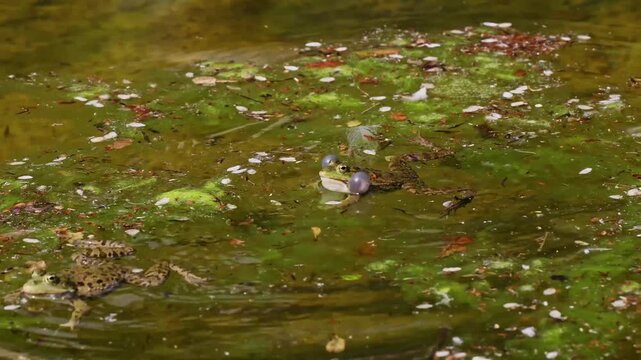 Common frog, Rana temporaria, reptiles croaking in the water, also known as the European common frog or European grass frog is a semi-aquatic amphibian of the family Ranidae 