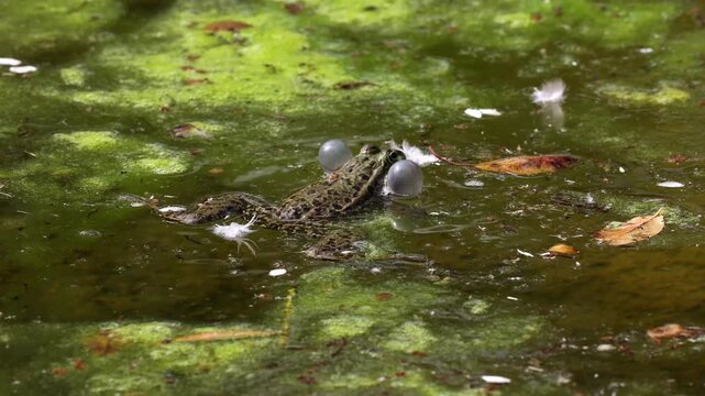 Common frog, Rana temporaria, reptiles croaking in the water, also known as the European common frog or European grass frog is a semi-aquatic amphibian of the family Ranidae 