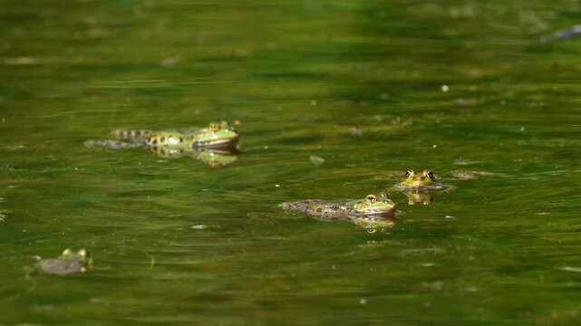 Common frog, Rana temporaria, reptiles croaking in the water, also known as the European common frog or European grass frog is a semi-aquatic amphibian of the family Ranidae 