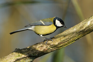 Great tit perched on a mossy tree branch in natural habitat, close-up of Parus major bird in the wild, colorful songbird in nature profile view © Badr
