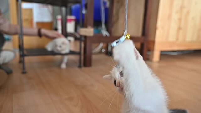 Cute kitten cat playing cat teaser. A cat teaser is an interactive toy made of a stick, a wand, or a spring attached to a string, ribbon, feathers, or a small toy.