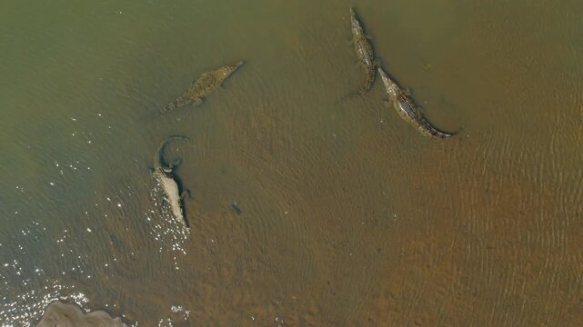 Aerial view of large crocodiles gather in sunlit waters of Tarcoles River Costa Rica