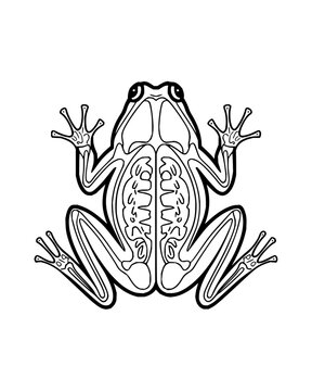 Minimalist skeletal structure of an amphibian frog depicted in a clean black and white line drawing focusing on the symmetry and form of the biological bone system