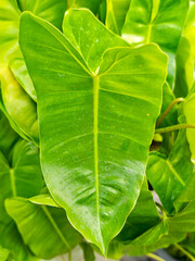 Close Up of Vibrant Green Philodendron Leaf Outdoors © iMDStock