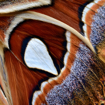 Macro close-up of colorful butterfly wing pattern