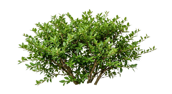 Lush green boxwood shrub with intricate branches and dense foliage