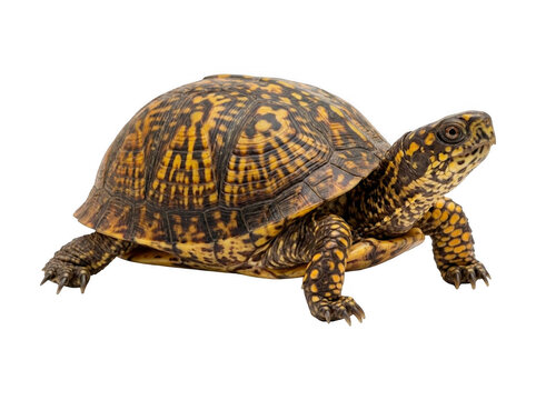 Box turtle with patterned shell walking isolated on white background isolated reptile tortoise wildlife creature