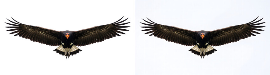 Vulture flying with fully spread wings and sharp eyes facing forward in dramatic pose, PNG, Transparent and White Background Versions for wildlife design © Graphen