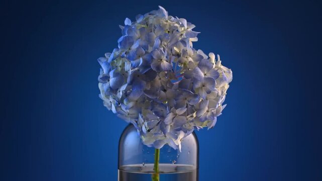 Beautiful blue hydrangea flower in glass vase on dark blue background footage
