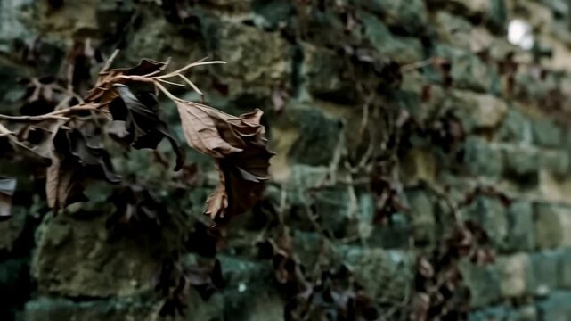 Dry brown leaves cling to a stone wall, showcasing the gradual transition of foliage as it intertwines with the textured surface of the aged masonry