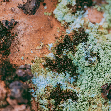 Lichen Texture Pattern