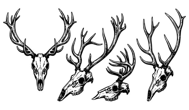 Deer Skull Vector Set with Large Antlers and Vintage Engraving Style Details for Hunting Clubs, Tattoos, Logos, and Masculine Branding Designs