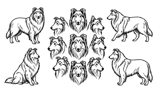 Rough Collie Dog Line Art Vector Set with Full Body Poses and Detailed Head Profiles for Pet Lovers Breeding and Kennel Logos