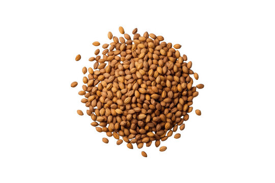 Dried whole coriander seeds for cooking spice