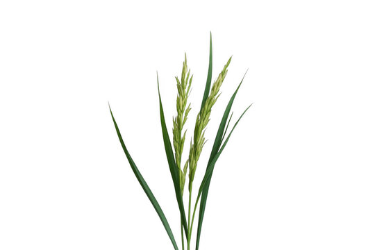 Green rice plant with ears growing on transparent background