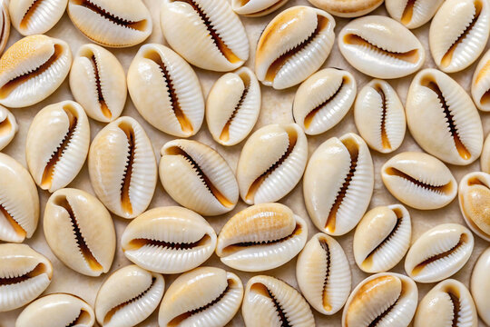 A close-up overhead view of cowrie shells arranged together, covering the entire frame.