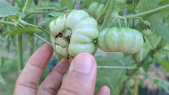 Farmer Checking Damaged Unripe Green Tomato Solanum Lycopersicum with Pest Hole on Vine in Garden for Agriculture and Pest Control Concept
