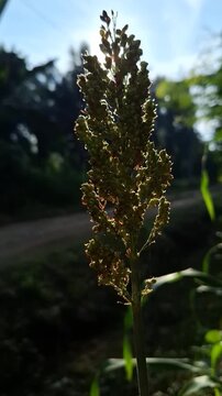 Backlit Sorghum Grain Panicle Sorghum Bicolor Growing in Agricultural Field at Sunlight for World Food Day and Sustainable Agriculture Concept