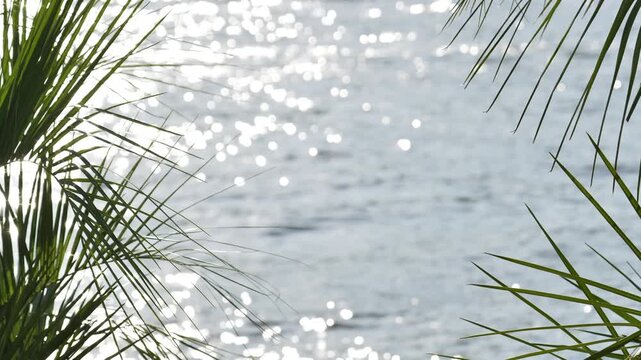 Palm fronds framing sparkling water with sunlight, tropical summer vacation background
