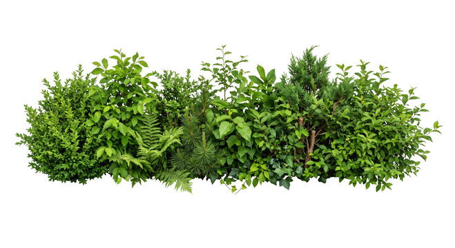 Diverse green foliage and bushes creating a natural garden border backdrop