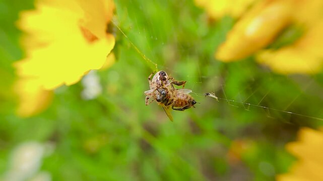 한국,곤충,거미,꿀벌,Korea, Insect, Spider, Honey bee