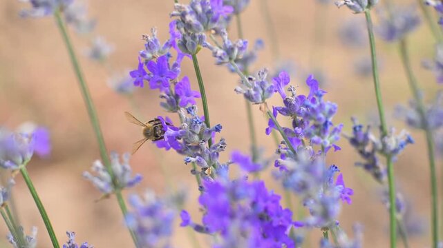 Honey Bee Collecting Pollen from Blooming Lavender Flowers. Pollination and Summer Nature. 4K.  Detailed close-up footage showing natural pollination.