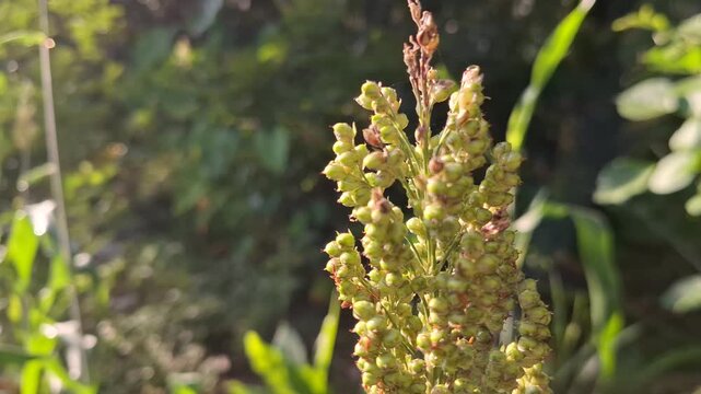 Ripening Sorghum Grain Panicle Sorghum Bicolor Illuminated by Golden Hour Sun in Farm Field for World Food Day and Sustainable Agriculture