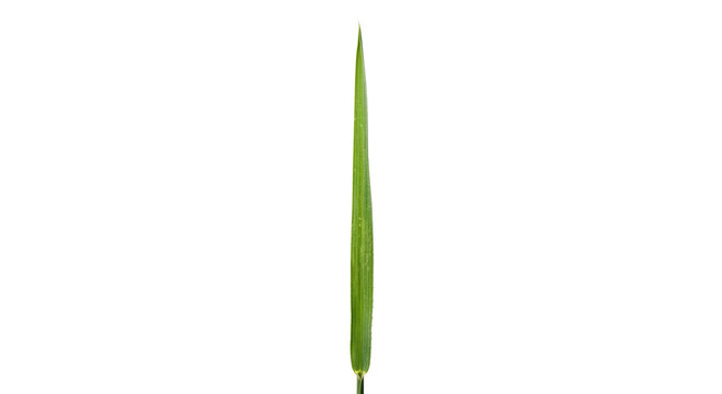 Single green grass blade with tiny water droplets on a white background
