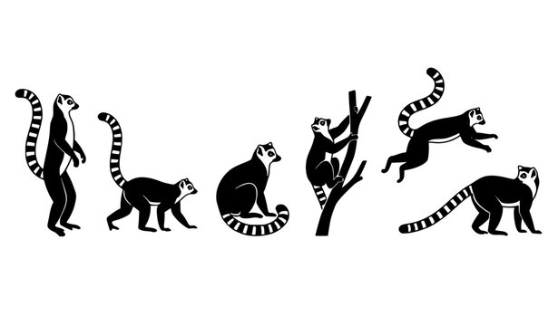 Ring-Tailed Lemur Silhouette Set in Different Poses Wildlife Vector IllustrationRing-Tailed Lemur Silhouette Set in Different Poses Wildlife Vector Illustration