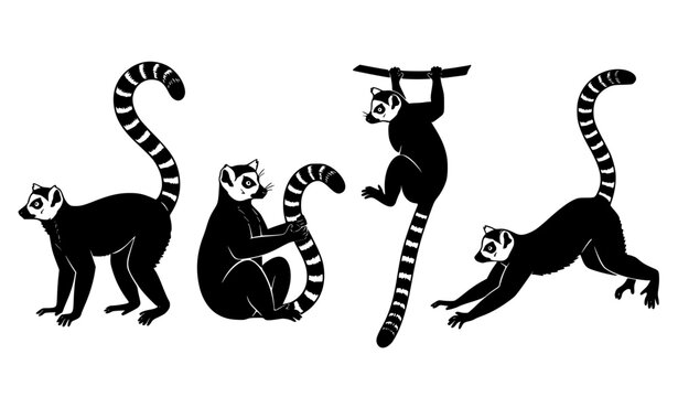 Ring-Tailed Lemur Wildlife Silhouettes in Unique Natural Poses Vector Set