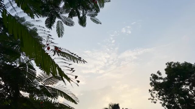Royal poinciana tree leaves swaying gently